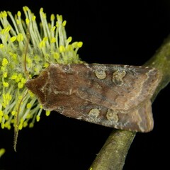 Cerastis leucographa