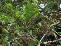 Zanthoxylum rhoifolium