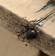 Neoscona domiciliorum