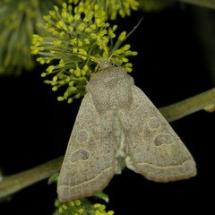 Orthosia gracilis