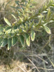 Lithospermum occidentale