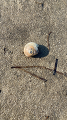 Neverita duplicata
