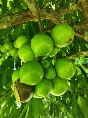 Garcinia xanthochymus