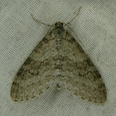 Trichopteryx carpinata