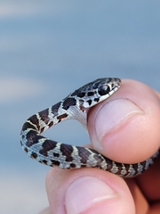 Coluber constrictor priapus