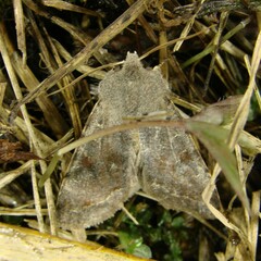 Orthosia incerta