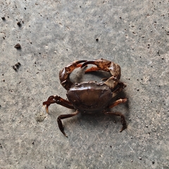 Parathelphusa convexa