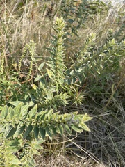 Lithospermum occidentale