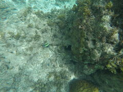 Zanclus cornutus