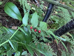 Streptopus lanceolatus