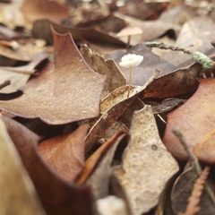 Collybiopsis quercophila