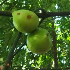 Garcinia xanthochymus