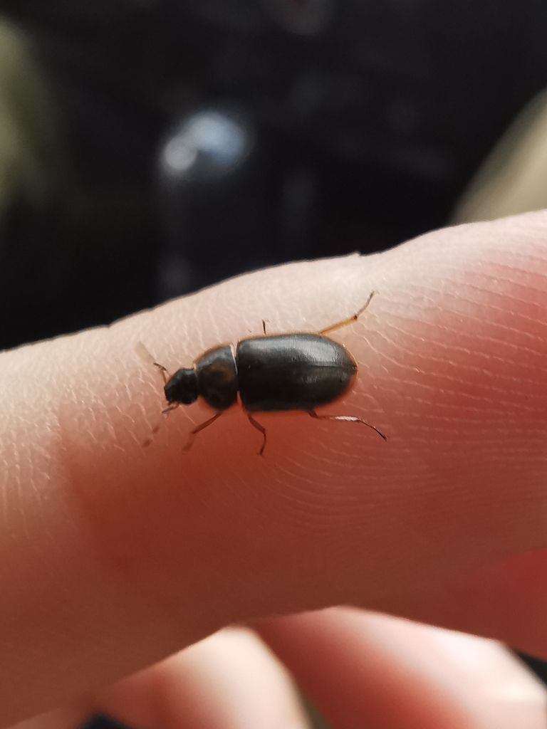 Helochares obscurus