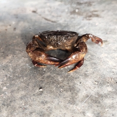 Parathelphusa convexa