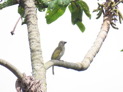 Saltator striatipectus