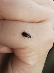 Helochares obscurus