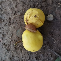 Garcinia xanthochymus