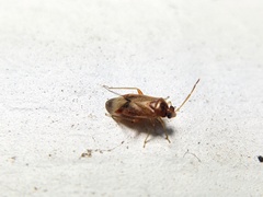 Ceratocapsus apicatus