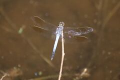 Orthetrum caledonicum