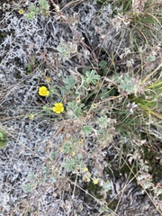 Potentilla argentea
