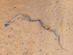 Masticophis flagellum flagellum