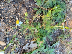 Tripleurospermum inodorum