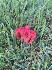 Clathrus crispus
