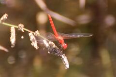 Diplacodes haematodes
