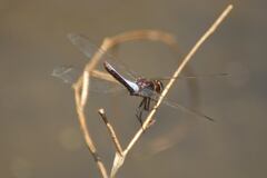Crocothemis nigrifrons