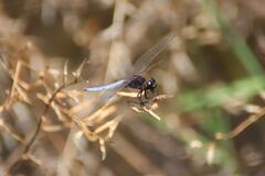 Crocothemis nigrifrons