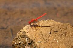 Diplacodes haematodes