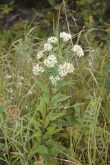 Doellingeria umbellata