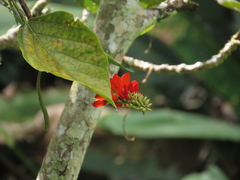 Erythrina edulis