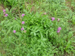 Centaurea scabiosa