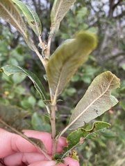 Salix atrocinerea