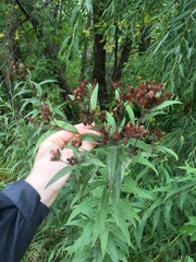 Vernonia fasciculata