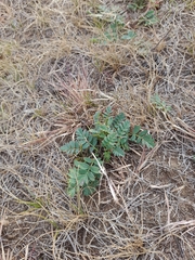 Sibbaldianthe bifurca