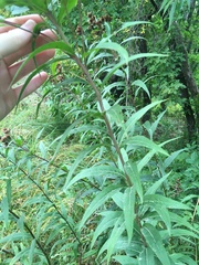 Vernonia fasciculata