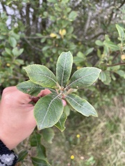 Salix atrocinerea