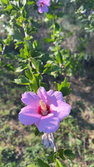 Hibiscus syriacus