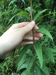 Vernonia fasciculata
