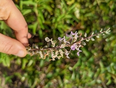 Teucrium canadense