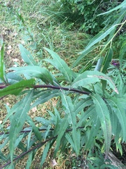 Vernonia fasciculata