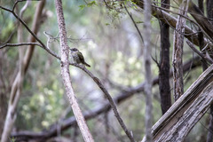 Chrysococcyx lucidus