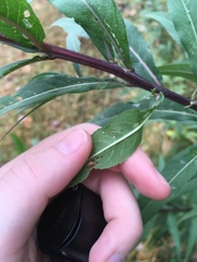 Vernonia fasciculata