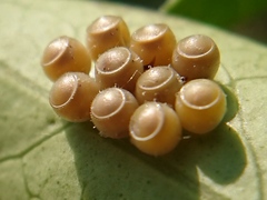 Glaucias