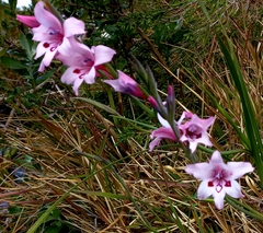 Gladiolus carneus