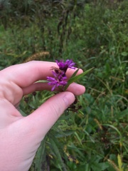 Vernonia fasciculata