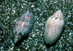 Oliva ozodona sandwicensis