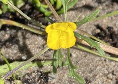 Hemimeris racemosa